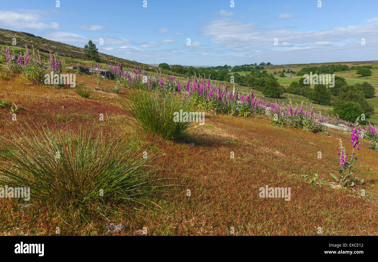 North York Moors in voller Blüte mit Fingerhut, Wollgras, Bäumen und blühenden Gräser in der Nähe von Goathland, Yorkshire, Großbritannien. Stockfoto