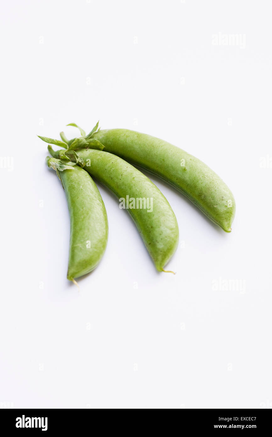 Pisum Sativum var. Macrocarpon. Frisch gepflückt drei Zucker Zuckerschoten auf weißem Hintergrund. Stockfoto