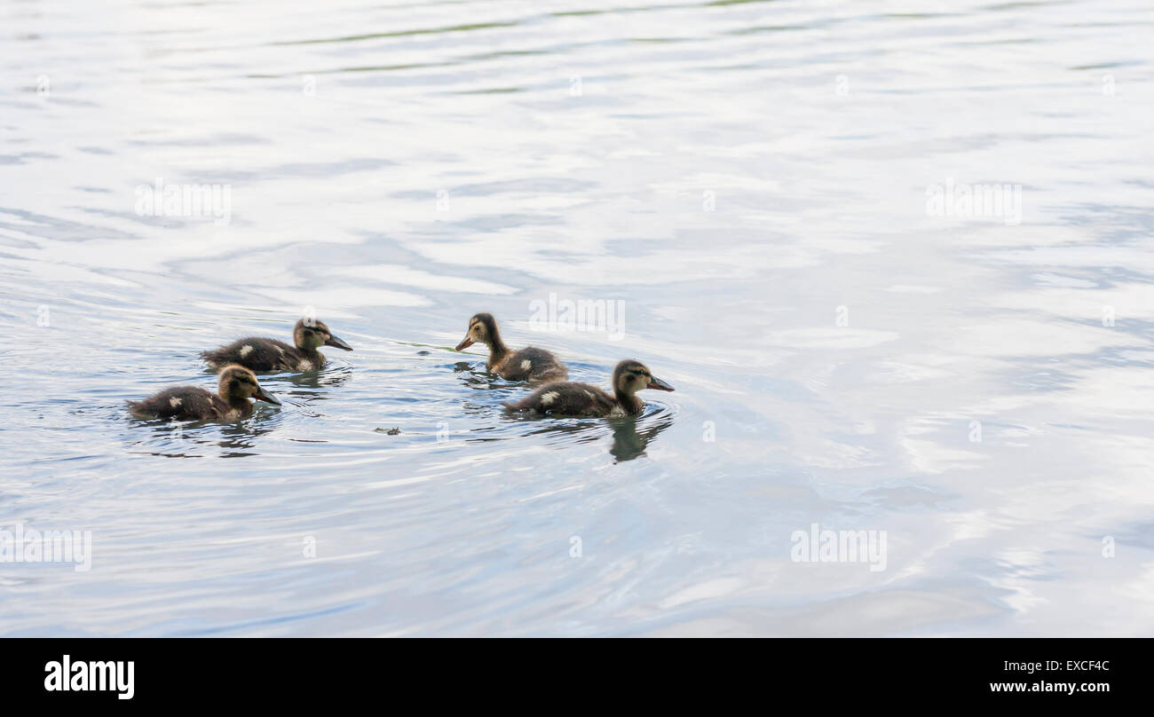 Vier kleine Baby Enten schwimmen in Wasser Stockfoto
