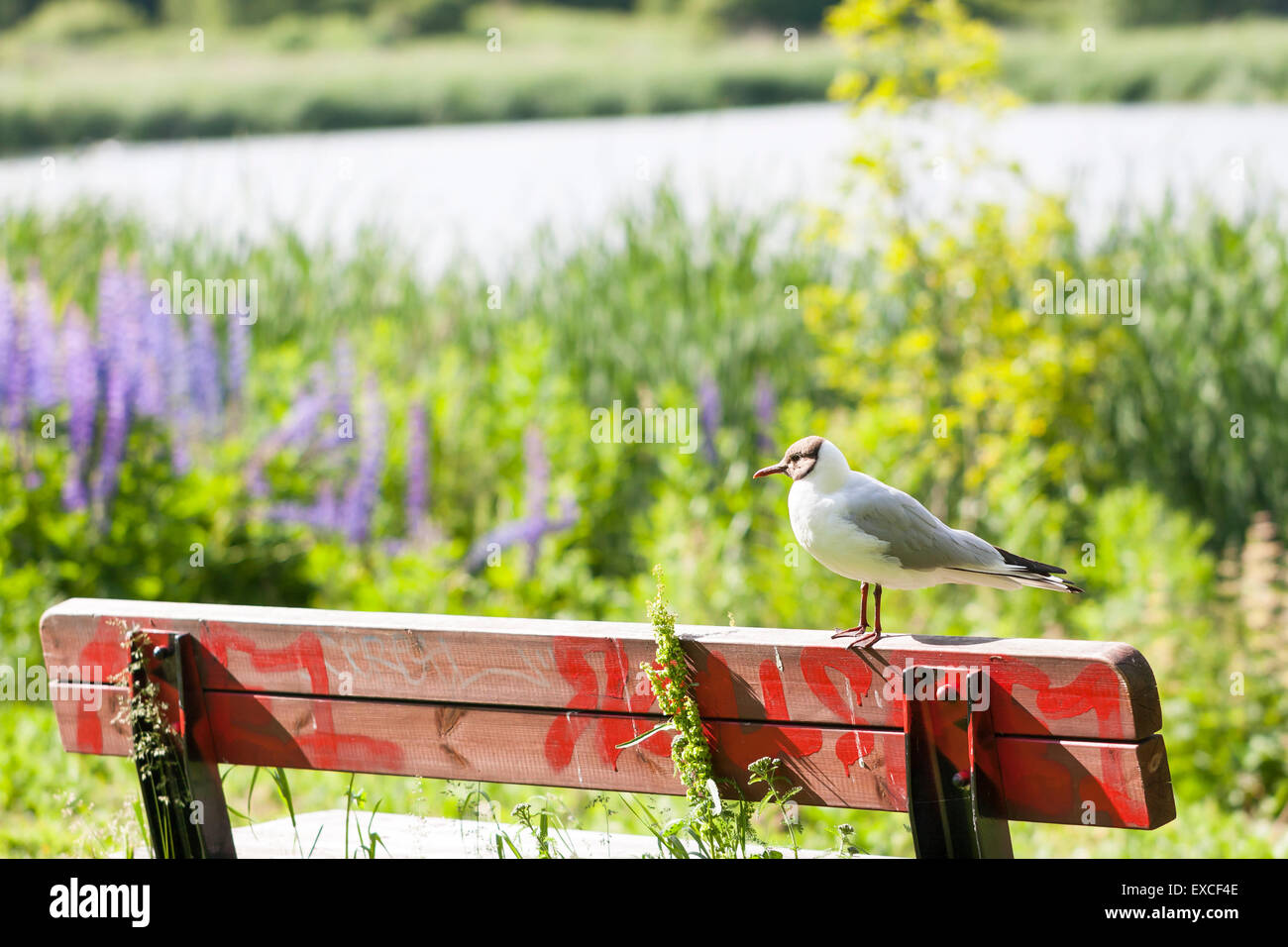 MEW oder Möwe Stand auf einer roten Bank zurück im Sommer Stockfoto