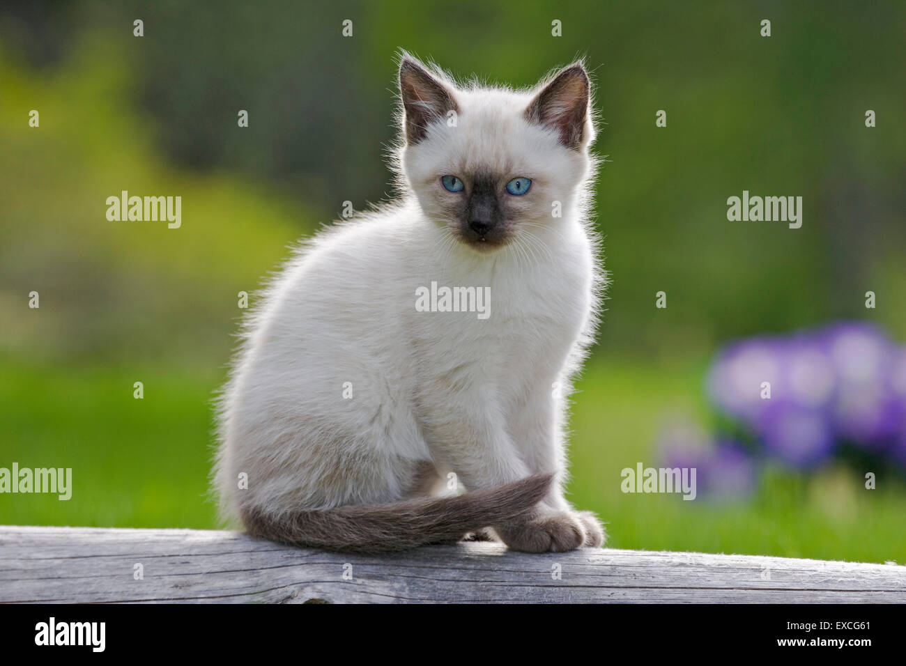 Kitten Siam, wenige Wochen alt sitzen auf Log in Hof Stockfoto
