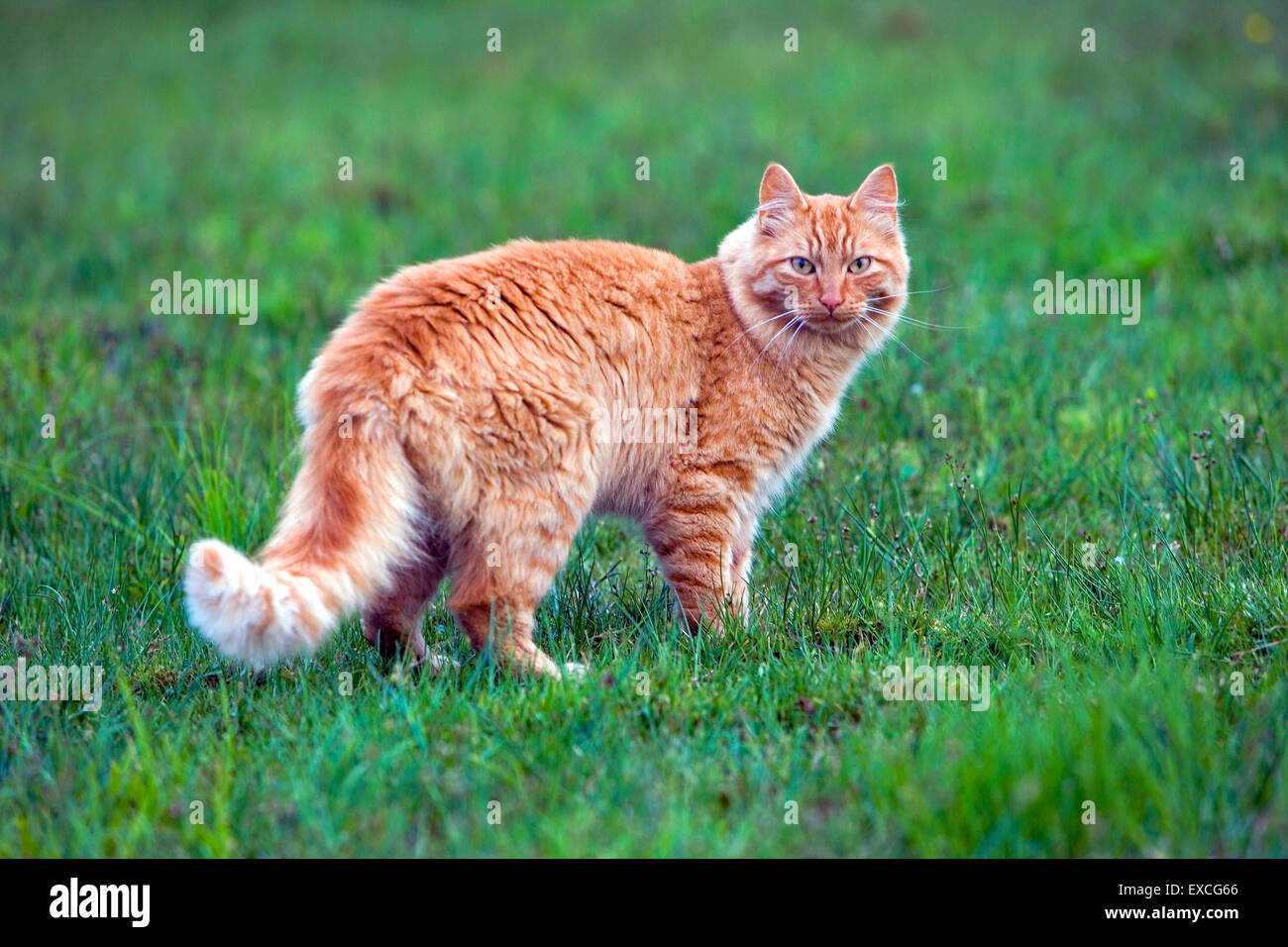 Katze ginger Tabby stehend in der Wiese. Stockfoto