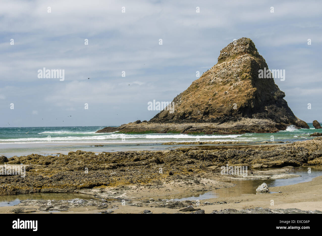 Wasservögel nisten auf der Küste von Oregon Stockfoto