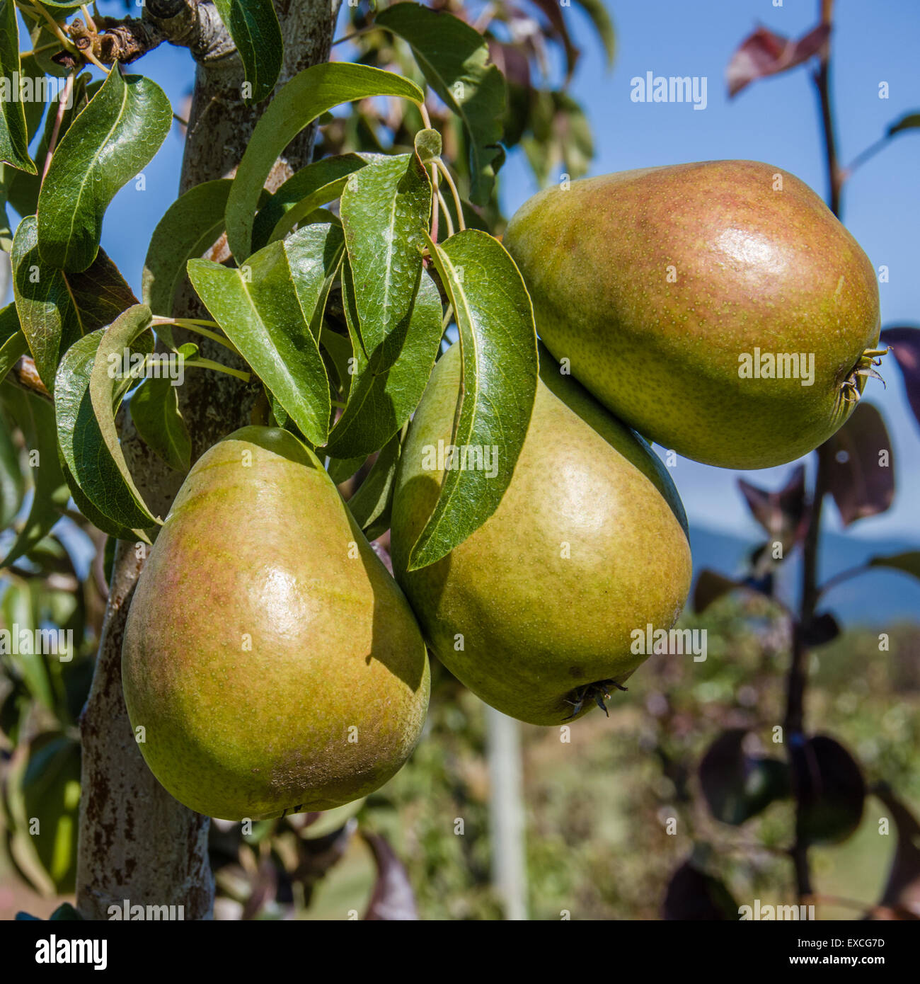 Gruppe von grünen Birnen am Baum in einem Birnengarten Stockfoto