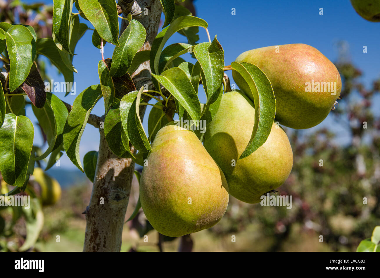 Gruppe von grünen Birnen am Baum in einem Birnengarten Stockfoto