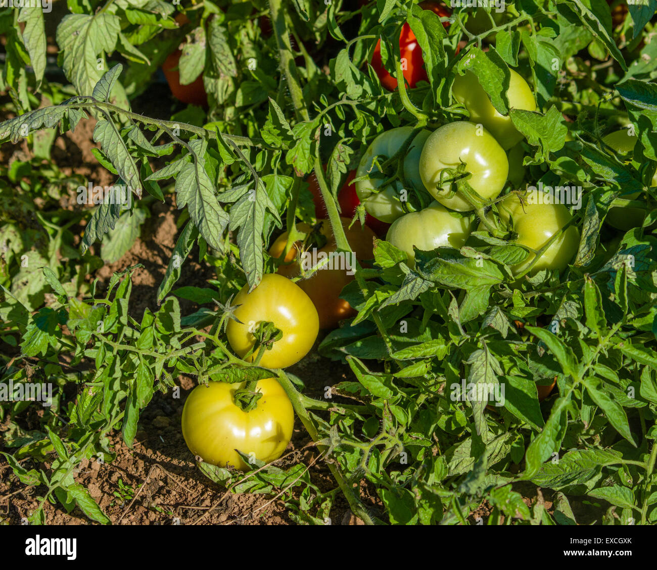 Bauernhof-Reihe von roten und grünen Tomaten Stockfoto