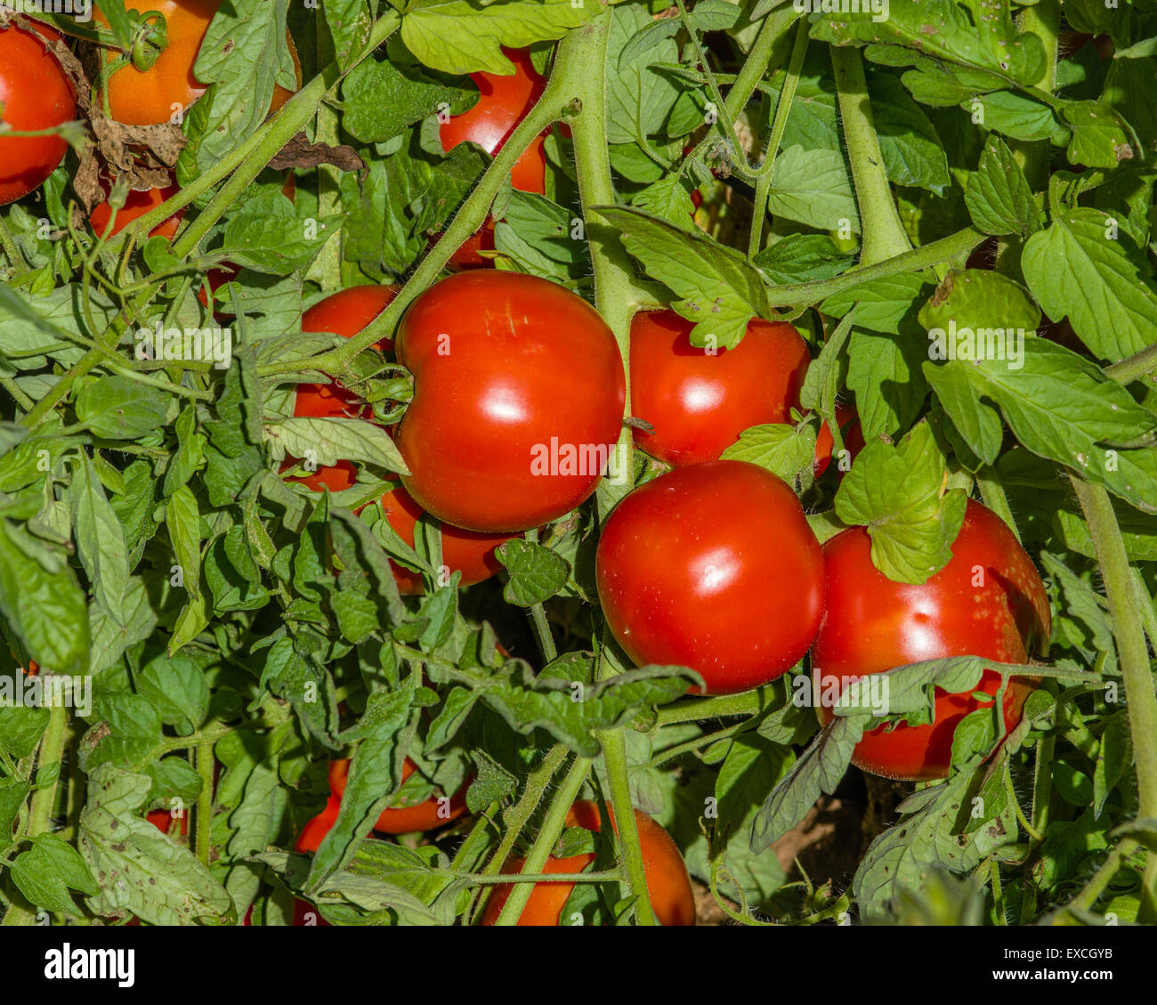 Rote, reife Tomaten am Rebstock in einem Bauernhof-Feld Stockfoto