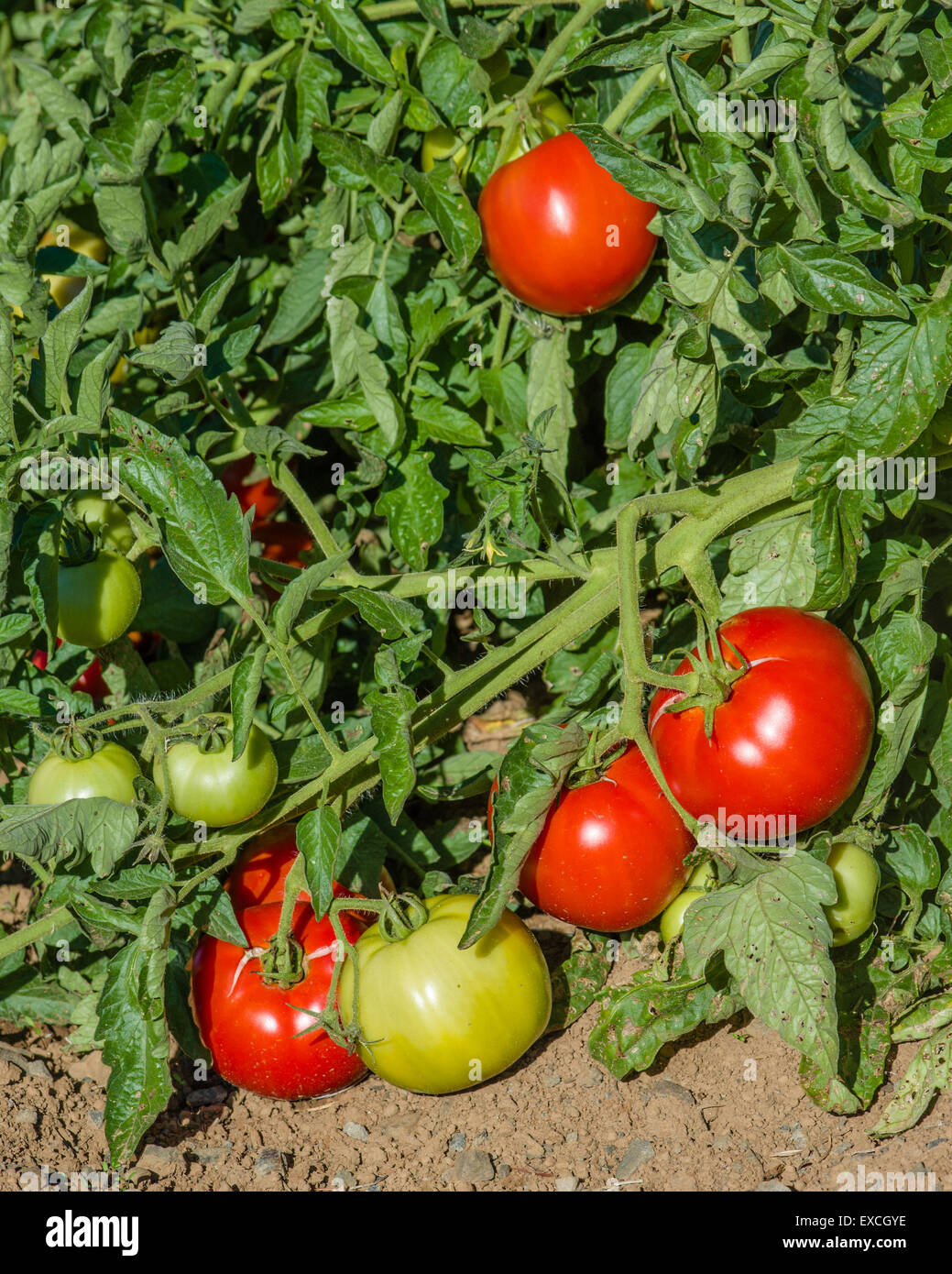 Tomaten-Rebe mit reif und grünen Tomaten Stockfoto