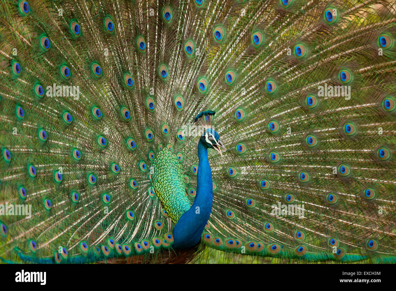 Pfau mit seiner Federn öffnen Stockfoto Pfau mit seiner Federn öffnen Stockfoto
