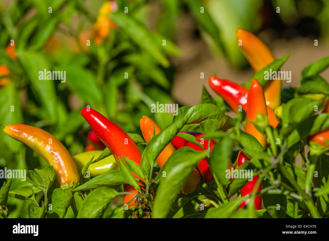 Bauernhof-Reihe von heißen Banane Paprika auf den Busch Stockfoto