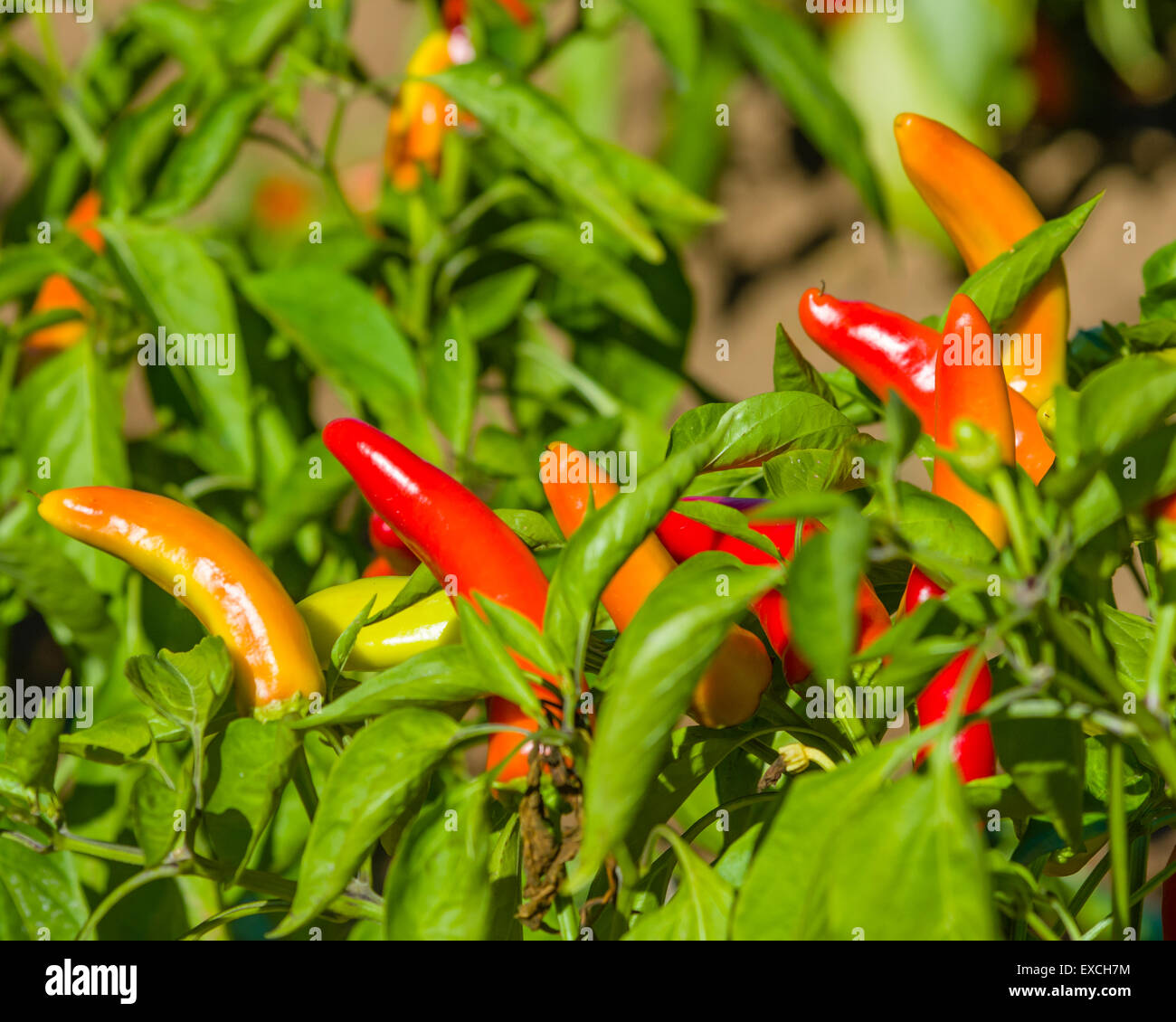Heiße Bananen Paprika reif und bereit zur Ernte Stockfoto