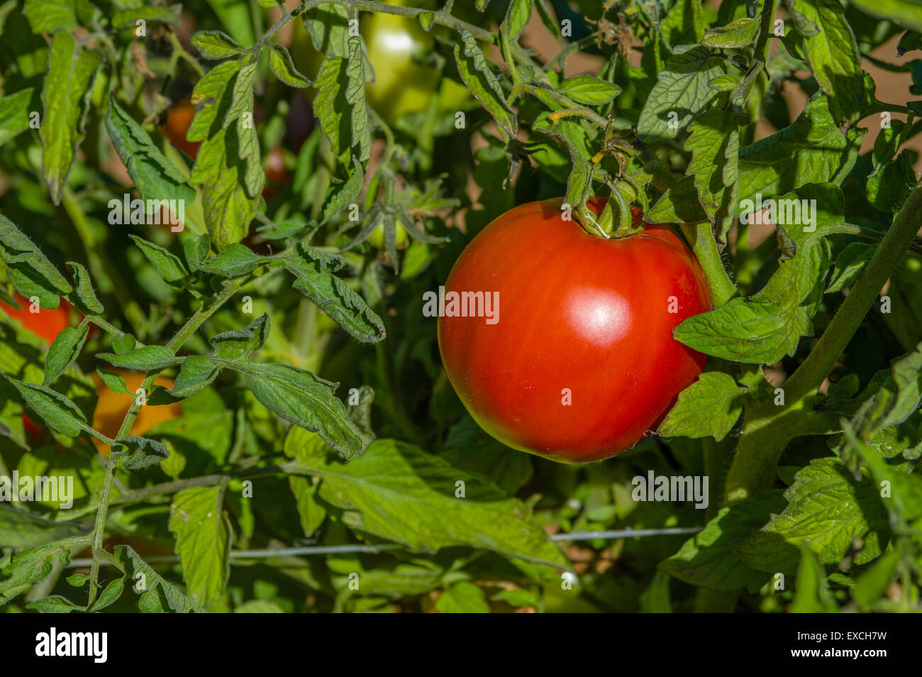 Rote reife Tomate an den Rebstöcken im landwirtschaftlichen Bereich Stockfoto