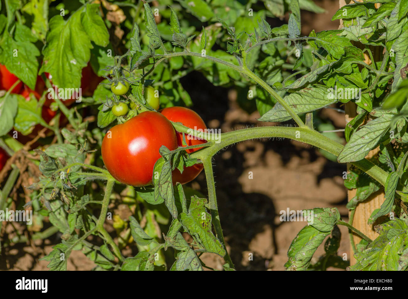 Tomaten-Rebe mit reife Tomaten Stockfoto