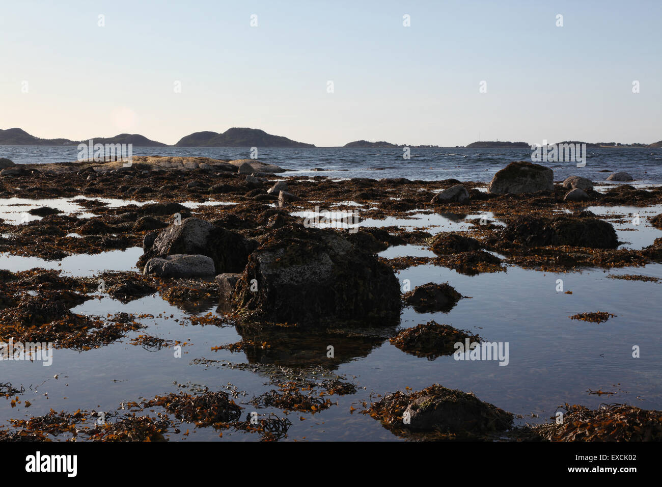 Blick auf Algen und die Uferlinie, Norwegen Stockfoto