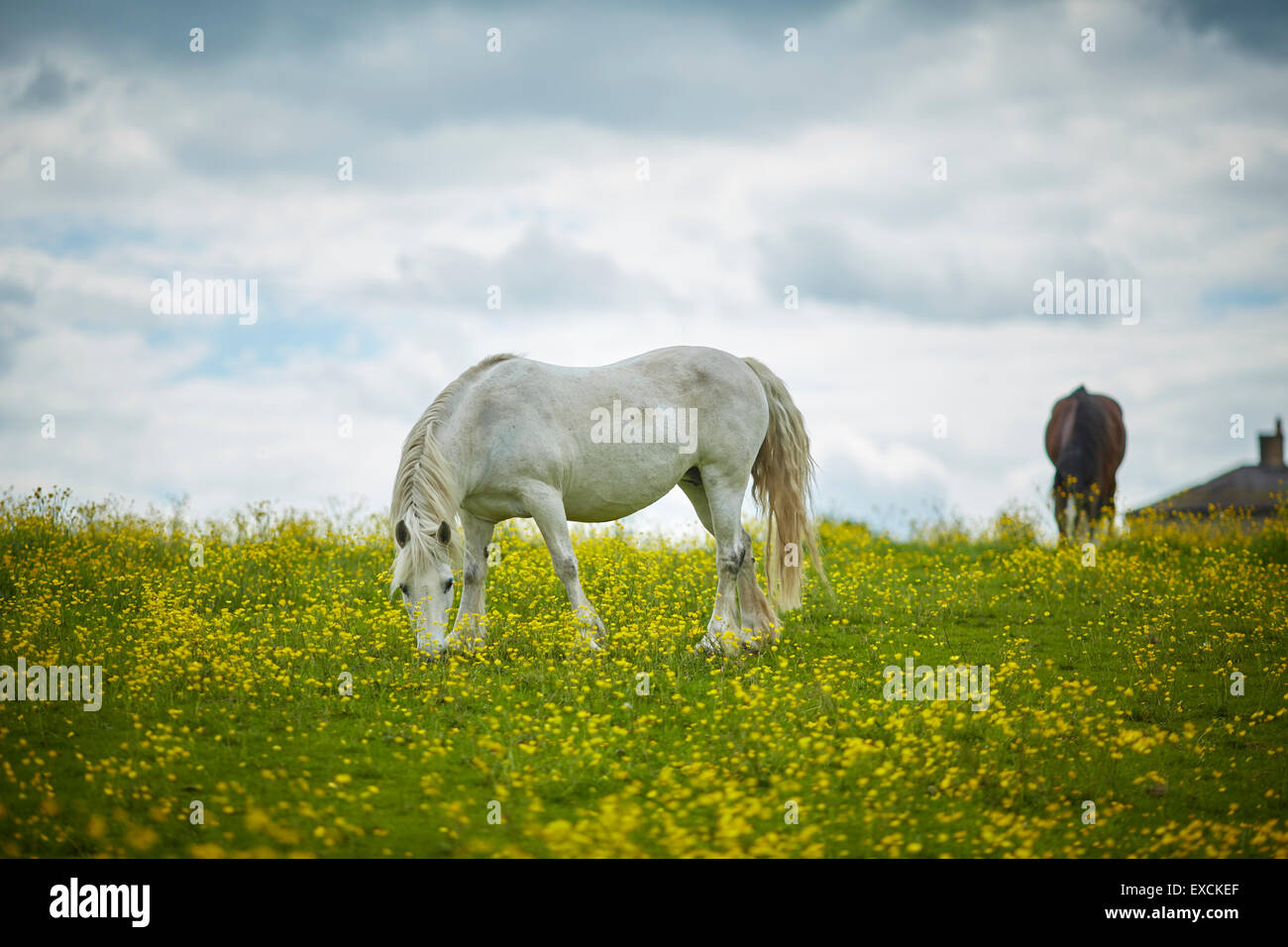 Im Bild Pferd in einem Feld von wilden Blumen Winsford ist eine Stadt und Zivilgemeinde innerhalb der einheitlichen Berechtigung von Cheshire West und Stockfoto