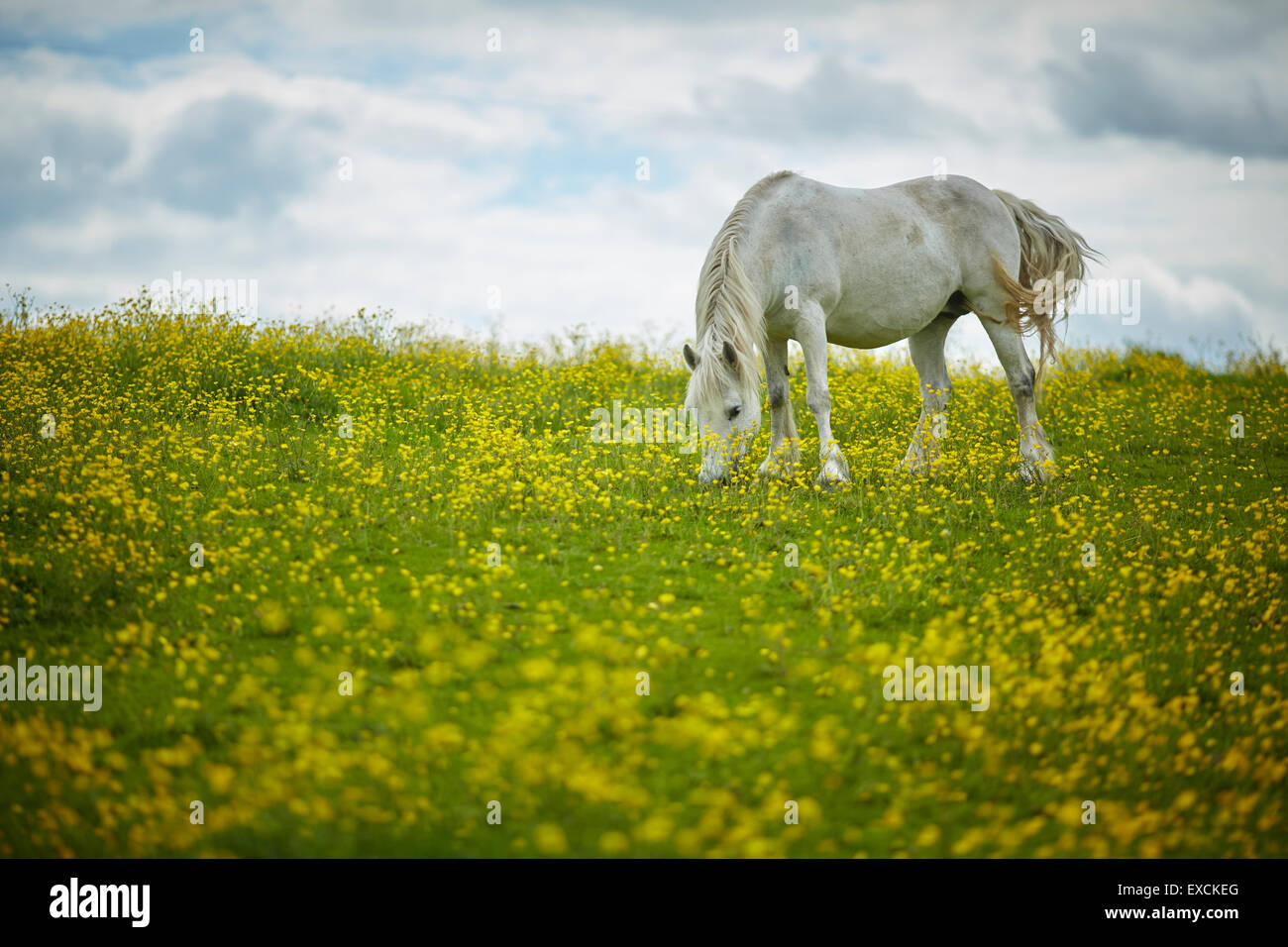 Im Bild Pferd in einem Feld von wilden Blumen Winsford ist eine Stadt und Zivilgemeinde innerhalb der einheitlichen Berechtigung von Cheshire West und Stockfoto