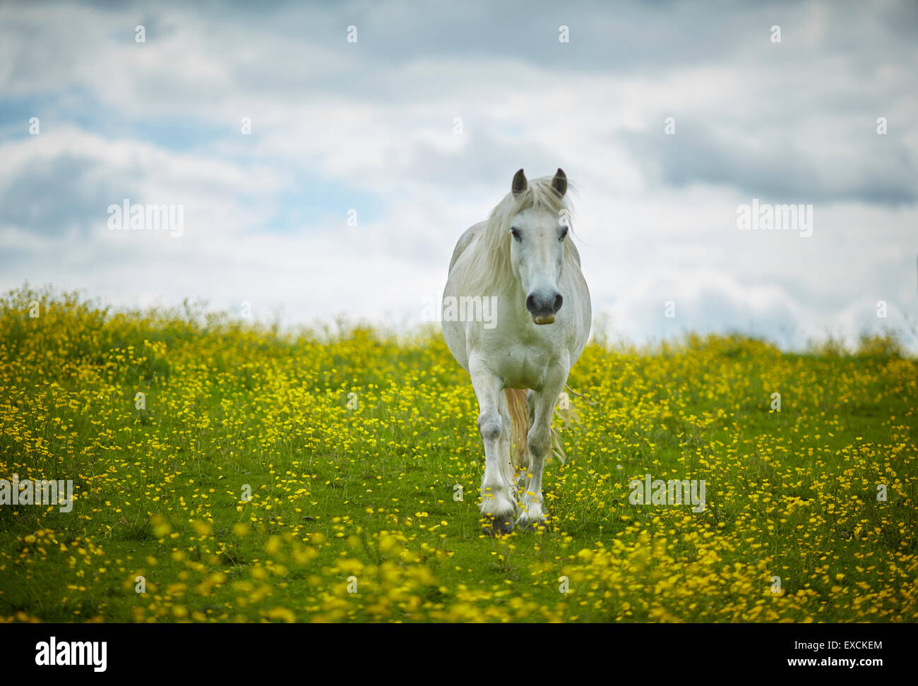 Im Bild Pferd in einem Feld von wilden Blumen Winsford ist eine Stadt und Zivilgemeinde innerhalb der einheitlichen Berechtigung von Cheshire West und Stockfoto