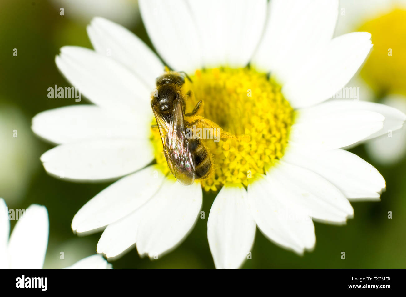 Kleinen Schweiß-Biene mit Pollen auf eine Mais-Kamille-Blüte bedeckt Stockfoto
