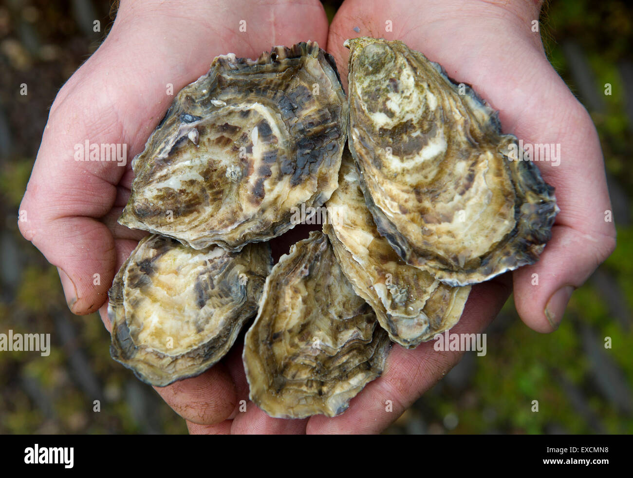 Porlock Bay Austern, die zum ersten Mal in 120 Jahren in Porlock Wehr, Somerset, UK aufgezogen werden. Alan Wright ist einer der Eigentümer. Stockfoto