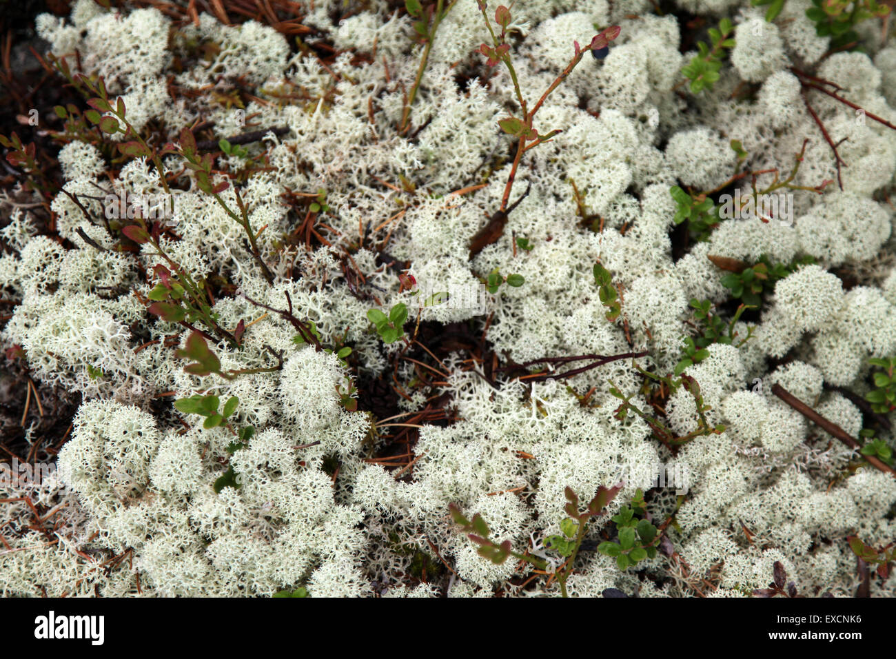 Weißen Busch Blumen in Norwegen Stockfoto