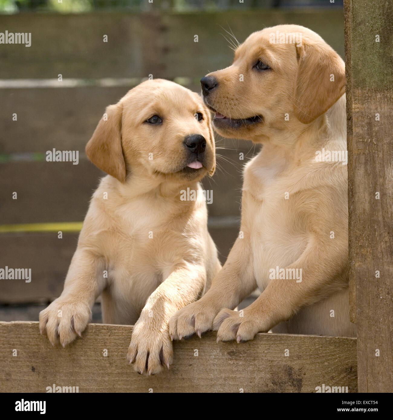 zwei Labrador Retriever Welpen Stockfoto