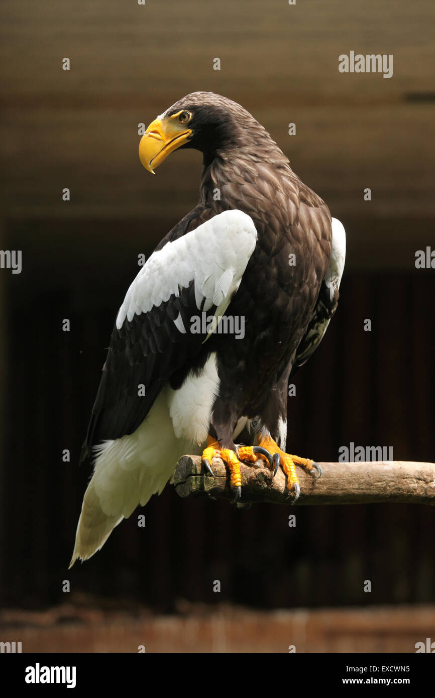 Steller der Seeadler (Haliaeetus Pelagicus) im Zoo von Liberec in Nordböhmen, Tschechien. Stockfoto