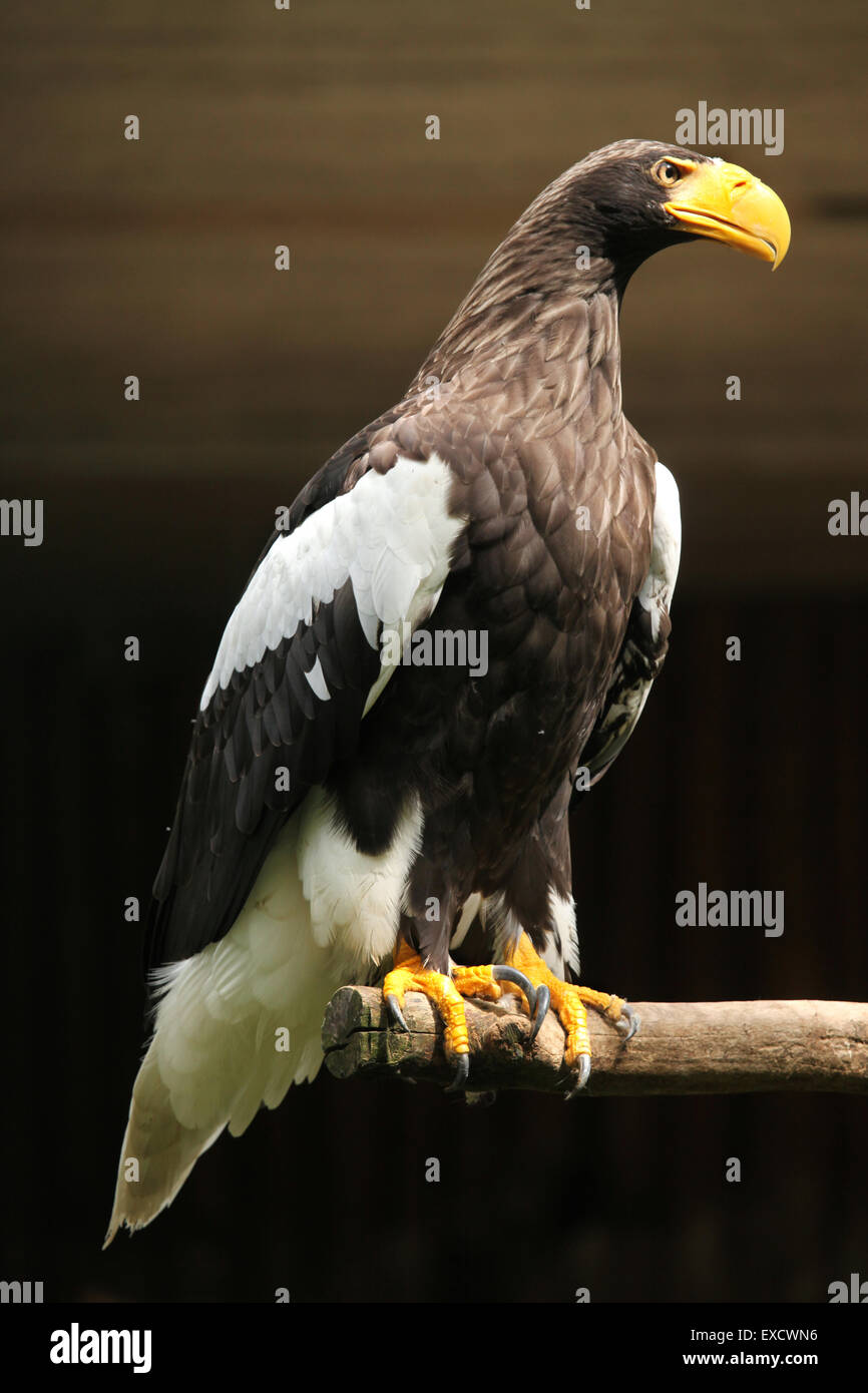 Steller der Seeadler (Haliaeetus Pelagicus) im Zoo von Liberec in Nordböhmen, Tschechien. Stockfoto