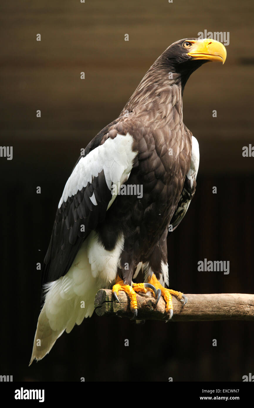 Steller der Seeadler (Haliaeetus Pelagicus) im Zoo von Liberec in Nordböhmen, Tschechien. Stockfoto