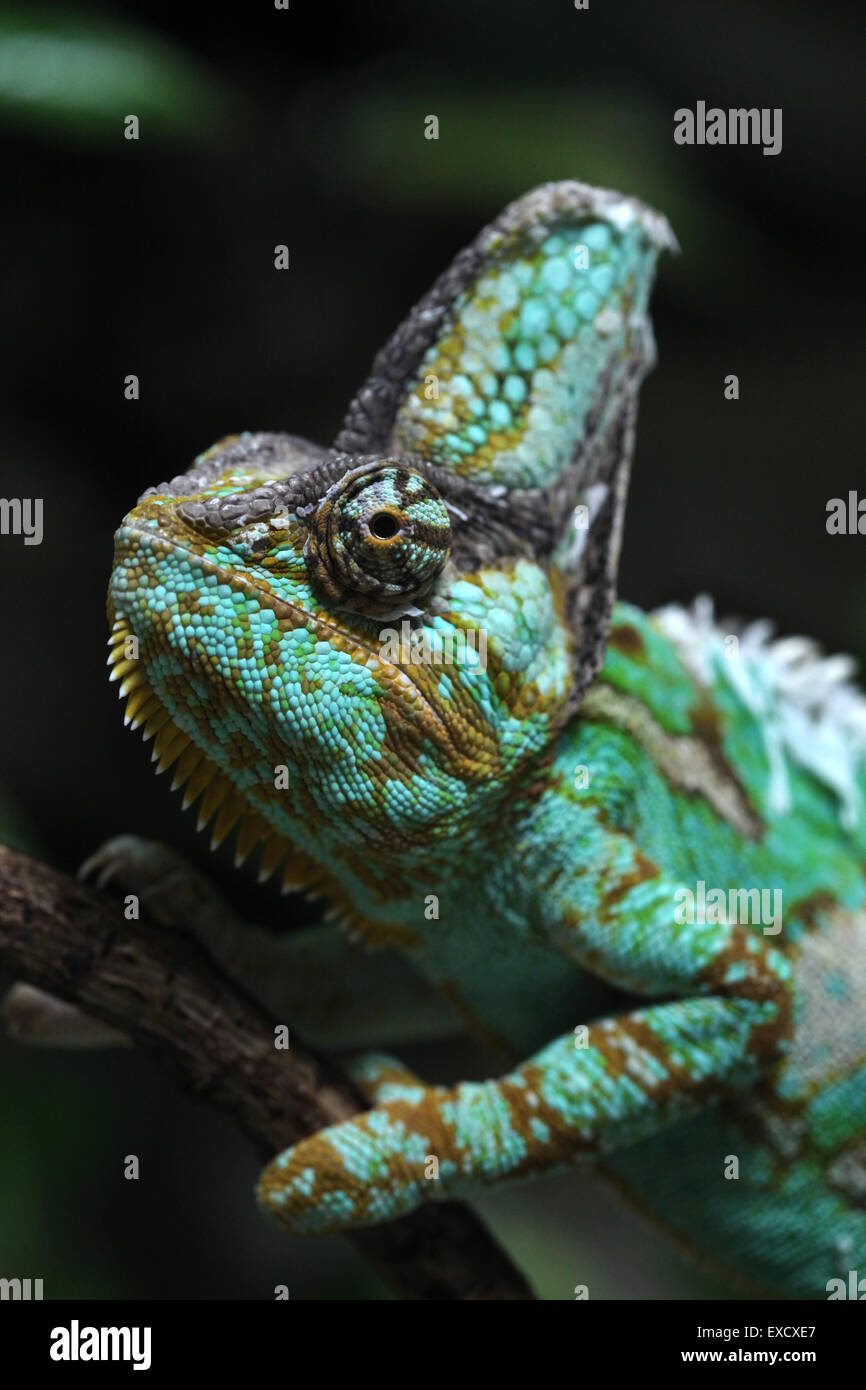 Jemenchamäleon (Chamaeleo Calyptratus), auch bekannt als das Jemen-Chamäleon im Zoo von Liberec in Nordböhmen, Tschechien. Stockfoto