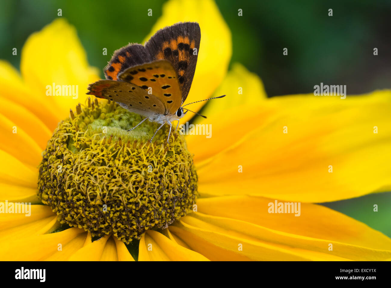 Eine Makroaufnahme eines "kleinen Kupfer" Schmetterlings sitzt auf einem Prarie Sonne schwarz eyed Susan. Stockfoto