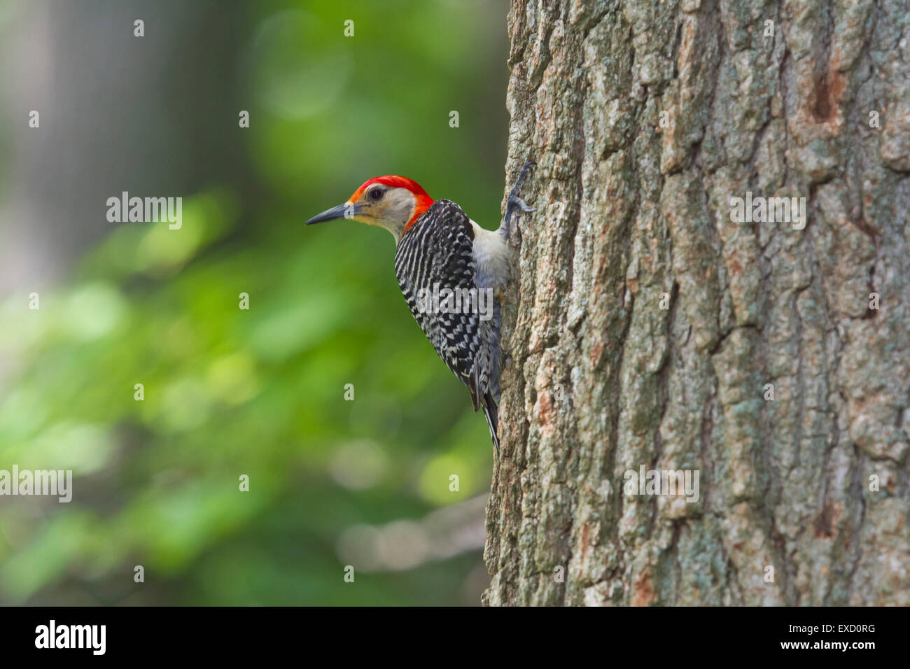 Red-bellied Woodpecker Stockfoto