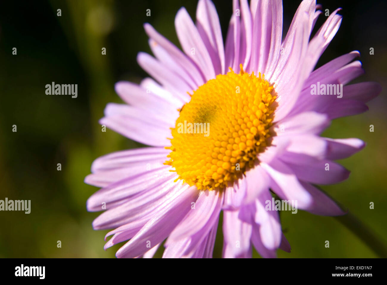 Berufkraut in Yakima Park, Mt Rainier Nationalpark, Washington Stockfoto