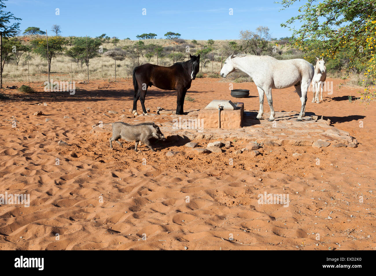Horsesand Warzenschwein am Trog im Tswalu Kalahari, Südafrika Stockfoto