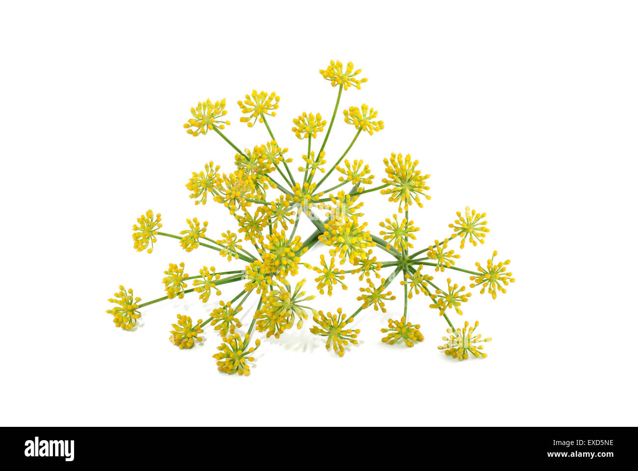 Wildem Fenchel Blumen isoliert auf weißem Hintergrund Stockfoto