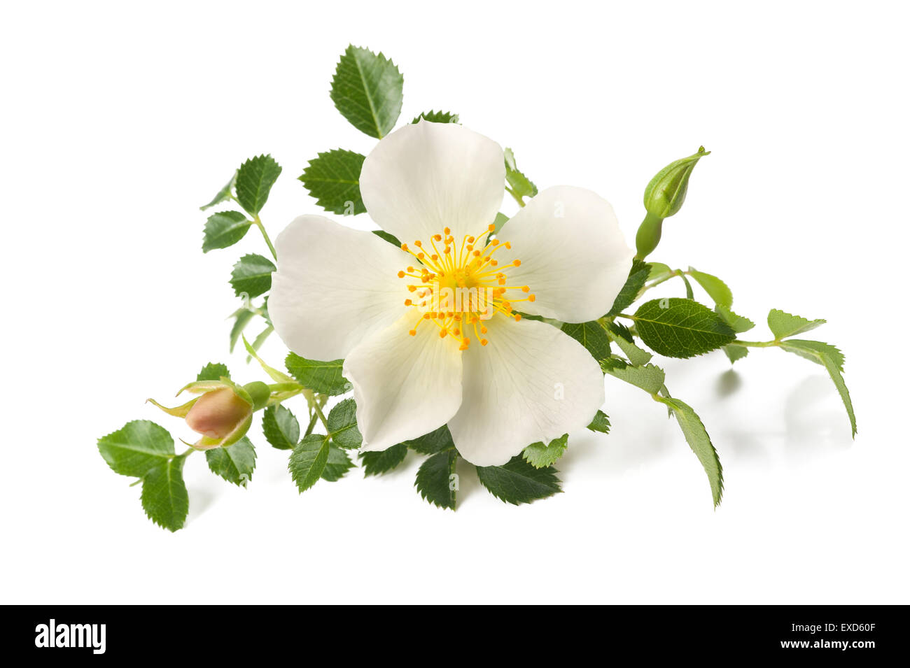 White Dog Rose isoliert auf weiss Stockfoto
