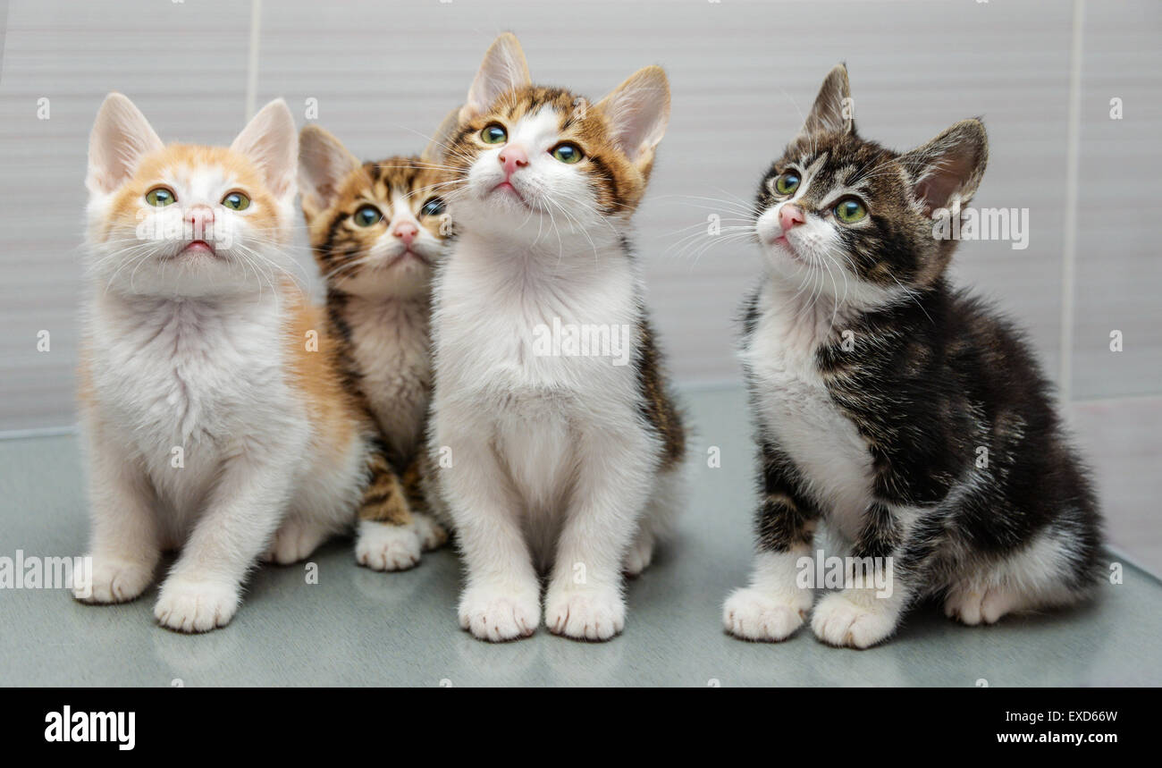 Porträt von vier kleine Kätzchen Stockfoto