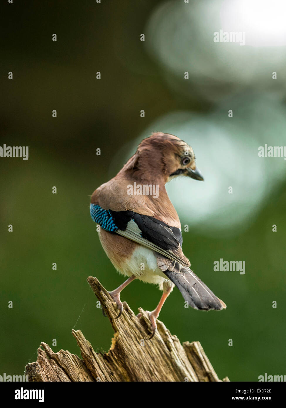 Eichelhäher, dargestellt auf einer alten verfallenen hölzernen Baumstumpf thront. Stockfoto