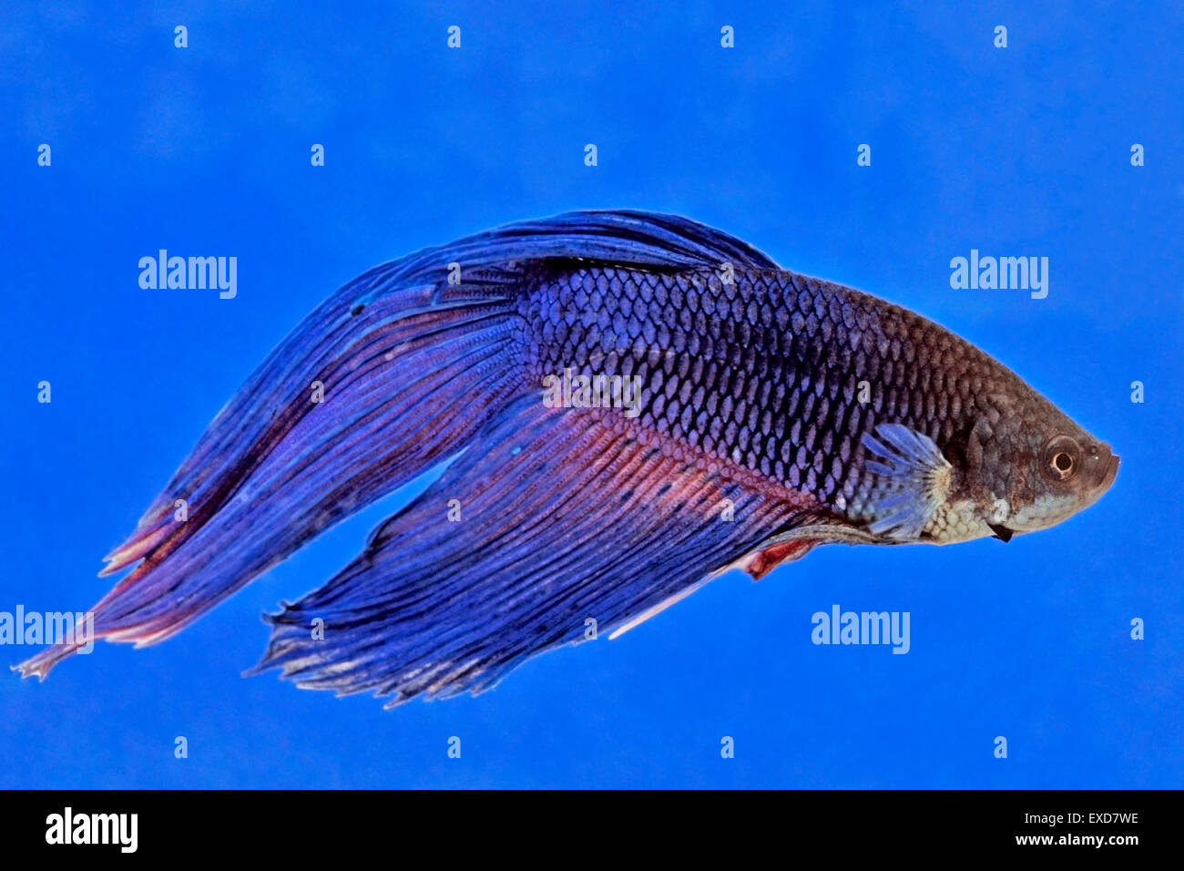 Siamesische Kampffische schwimmen in Glasschale Stockfoto