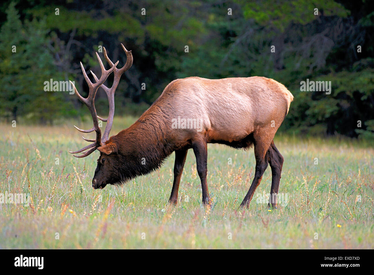 Wapiti Elk, große Stier Begrünung, Rocky Mountains, Kanada Stockfoto