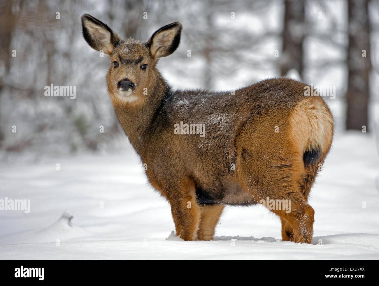 Mule Deer Doe im Wald im Tiefschnee Stockfoto