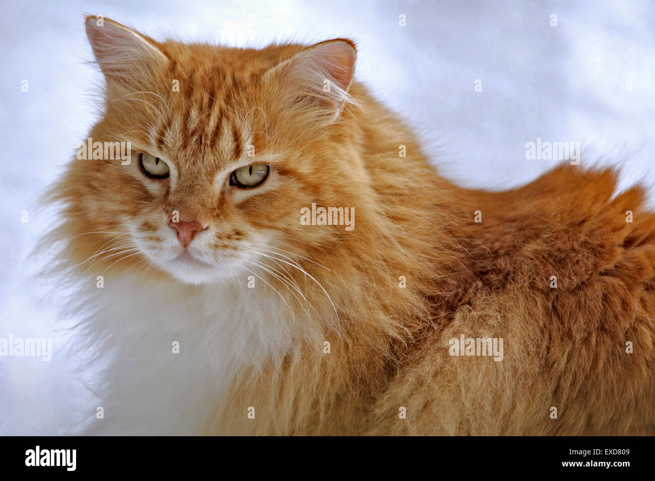 Tomcat orange gestromt draußen n Schnee, Porträt, Nahaufnahme Stockfoto