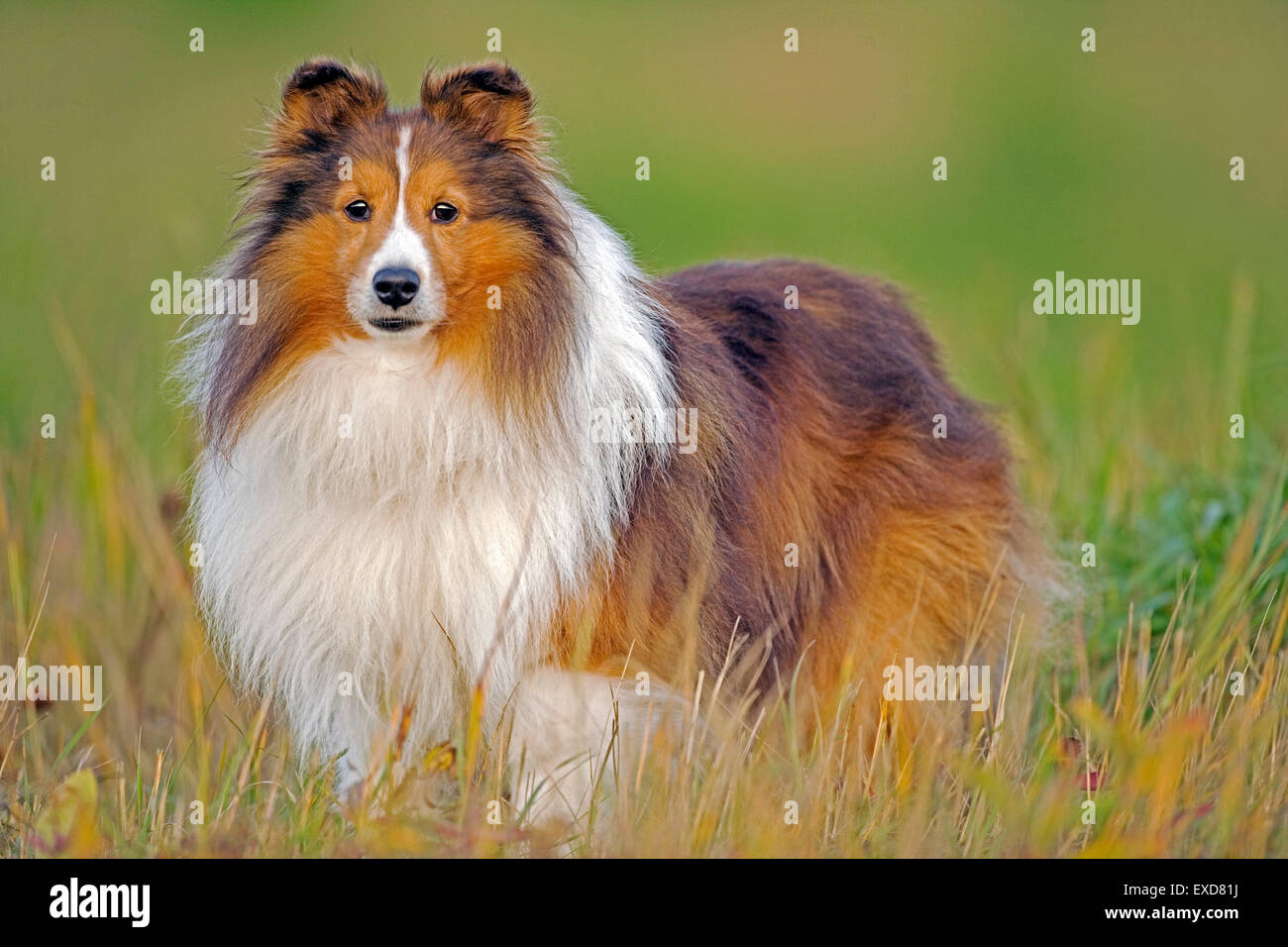 Shetland Sheepdog stehend auf Wiese, Herbst Stockfoto