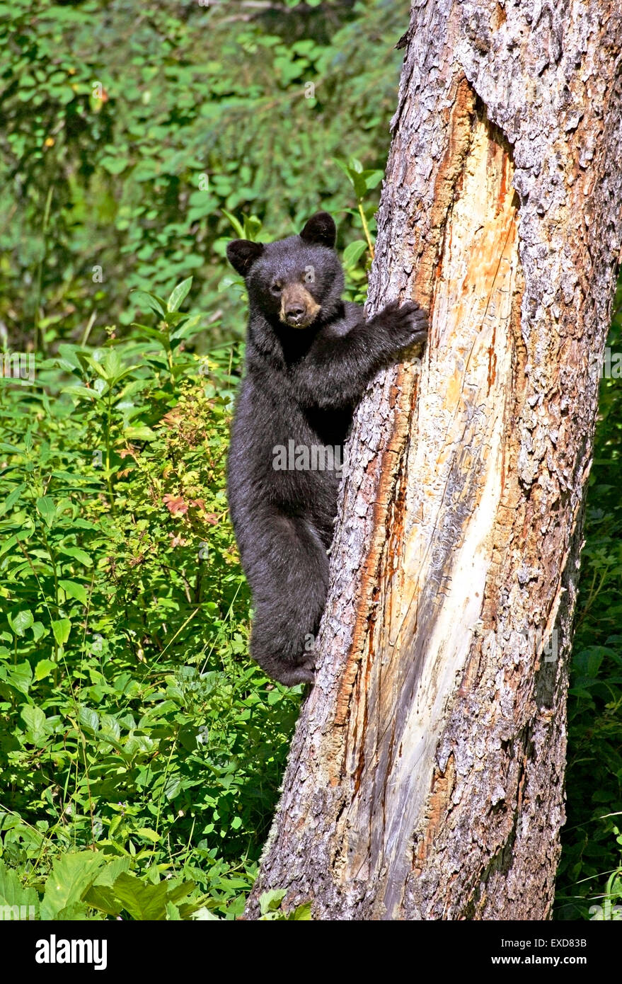 Black Bear Cub 8 Monate alt Klettern großen Fichte Stockfoto