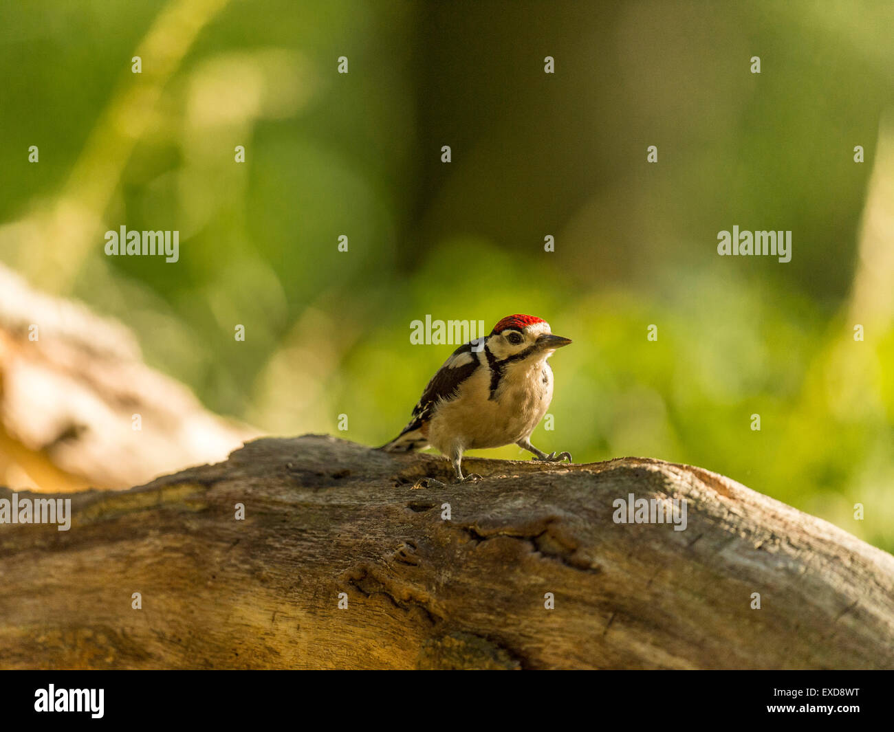 Juvenile Buntspecht dargestellt thront auf einem alten verfallenen hölzernen Baumstumpf. Peering vorwärts. Stockfoto