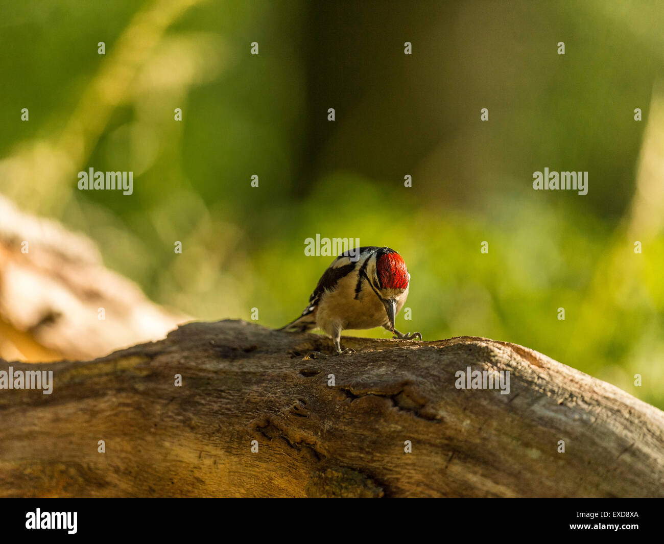 Juvenile Buntspecht dargestellt thront auf einem alten verfallenen hölzernen Baumstumpf. Schlürfen Baumharz. Stockfoto