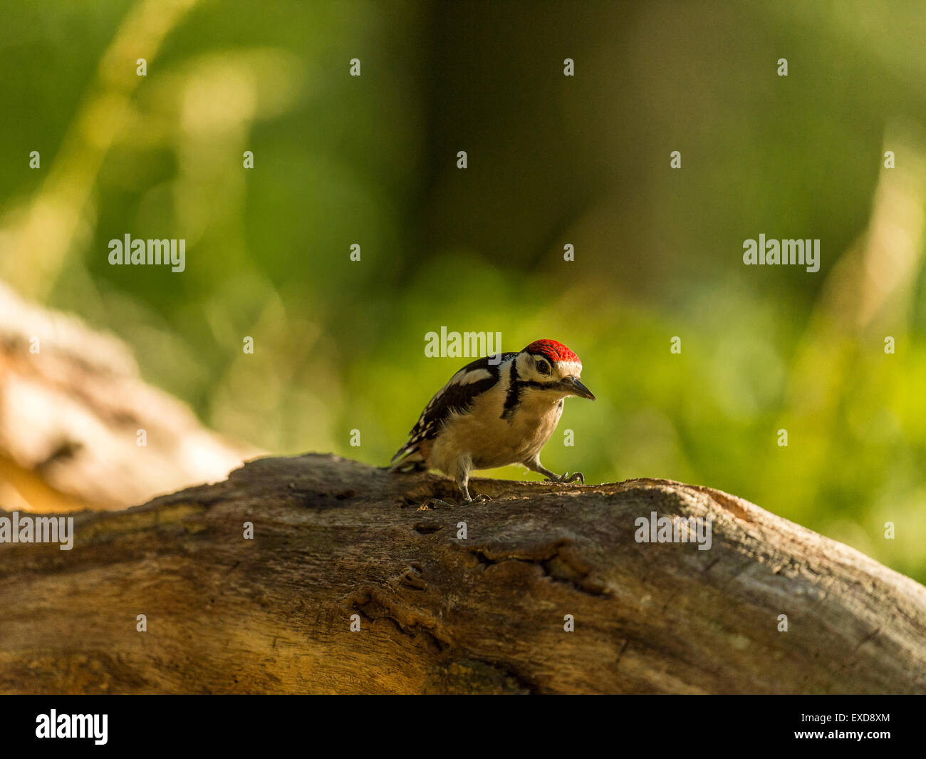 Juvenile Buntspecht dargestellt thront auf einem alten verfallenen hölzernen Baumstumpf. Schlürfen Baumharz. Stockfoto