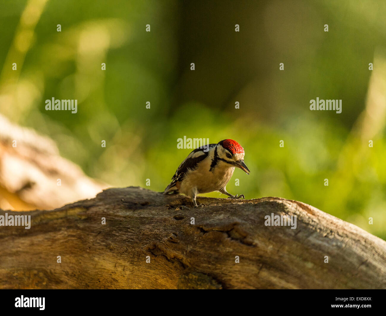 Juvenile Buntspecht dargestellt thront auf einem alten verfallenen hölzernen Baumstumpf. Schlürfen Baumharz. Stockfoto