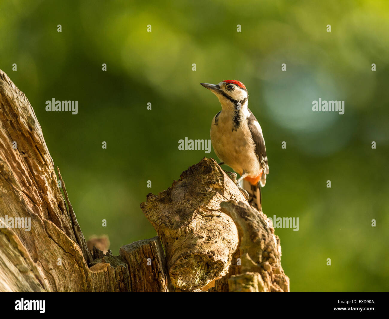 Juvenile Buntspecht dargestellt thront auf einem alten verfallenen hölzernen Baumstumpf. Blick nach oben. Stockfoto