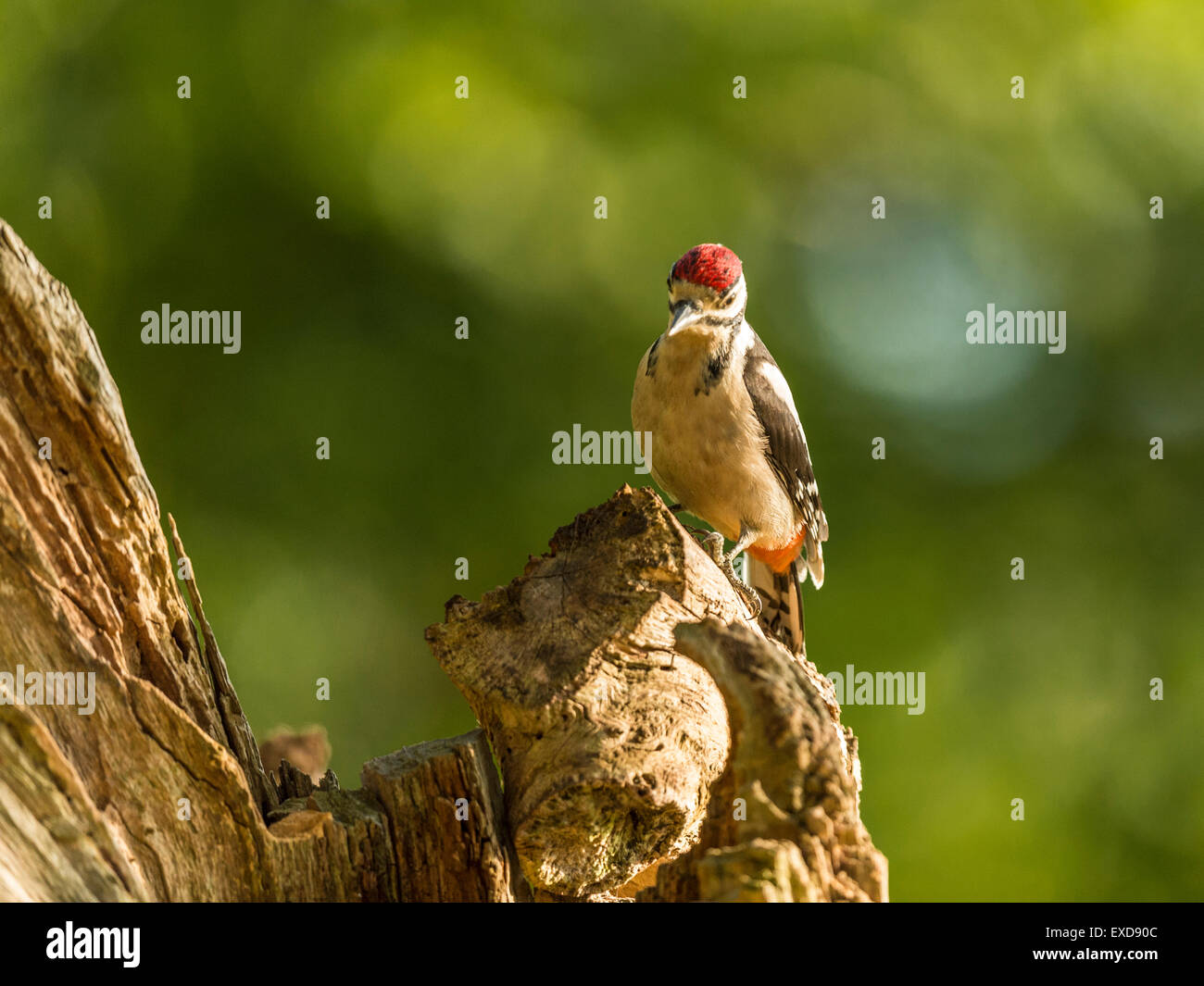 Juvenile Buntspecht dargestellt thront auf einem alten verfallenen hölzernen Baumstumpf. Stockfoto