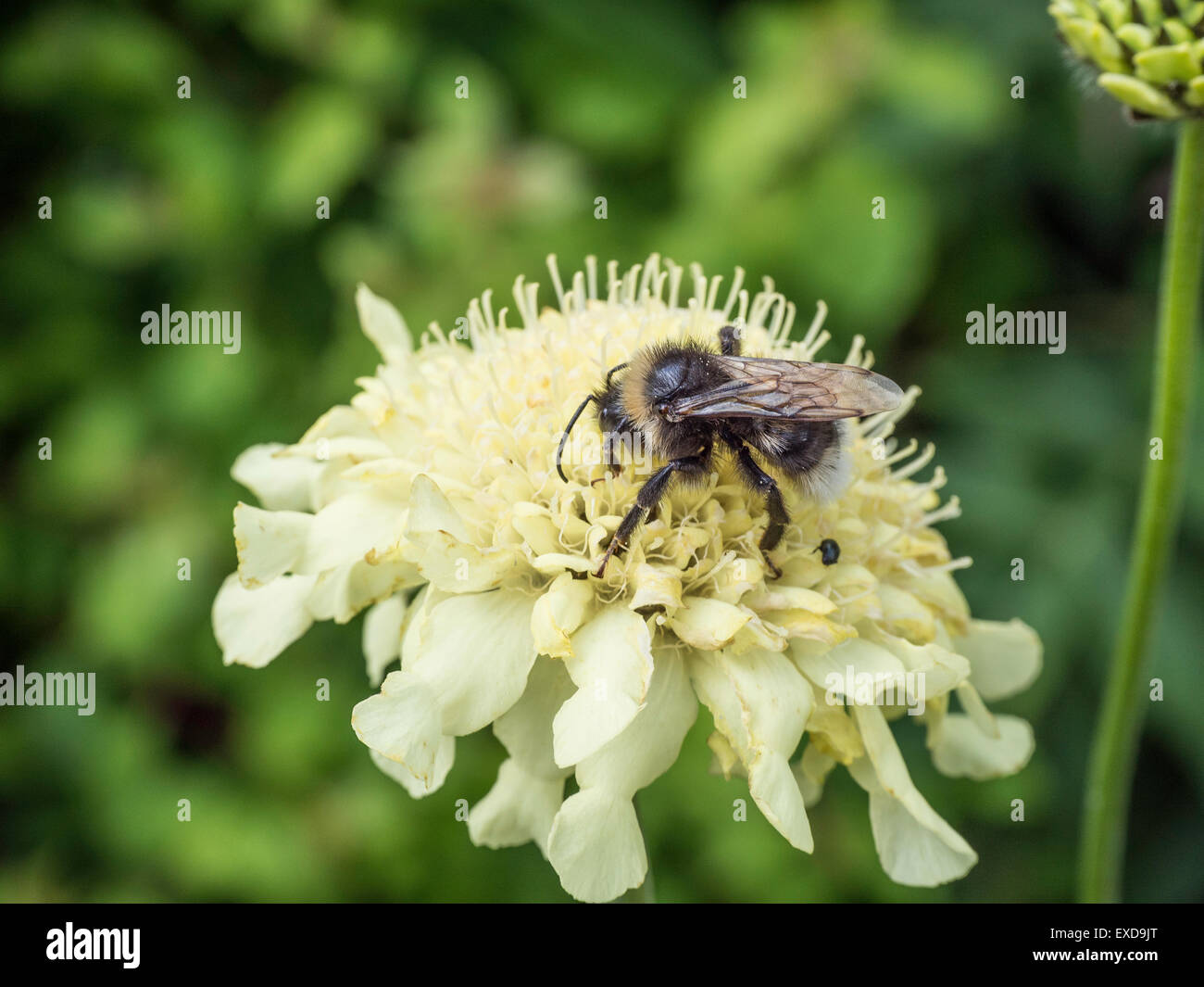 Biene auf Cephalaria Gigantea Blüte Stockfoto